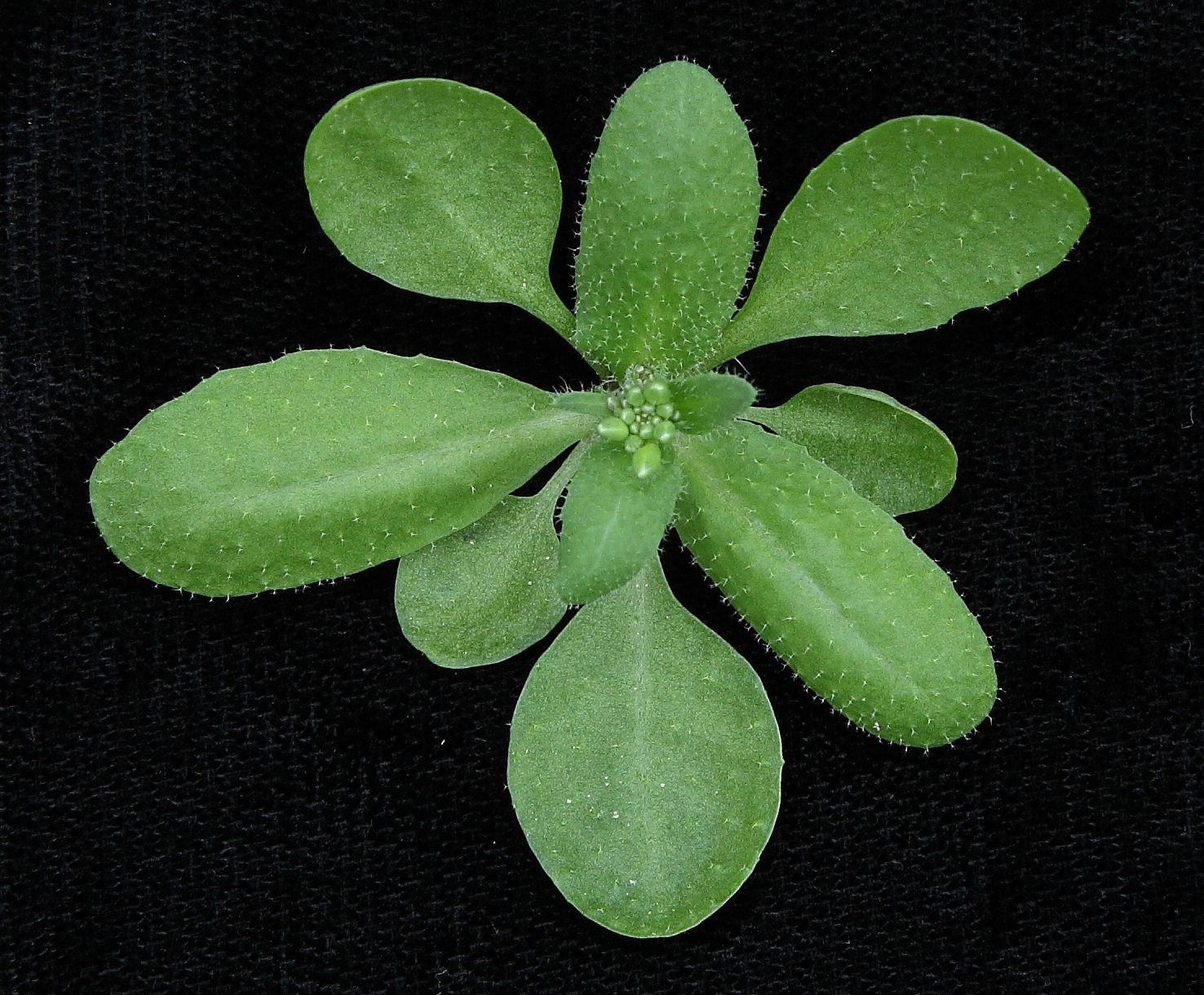 拟南芥三种野生型有啥区别? - 知乎