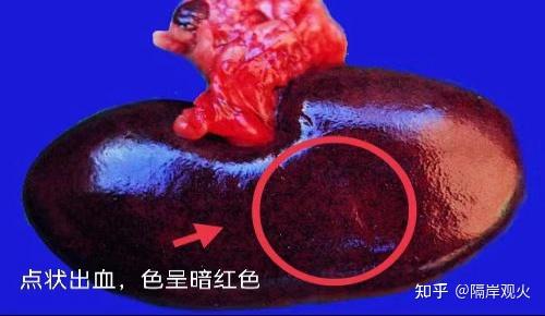 猪丹毒病变报告 - 知乎