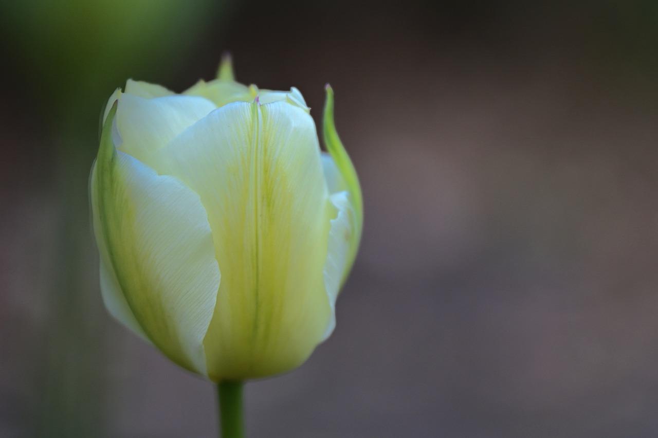 桃李争艳大学景