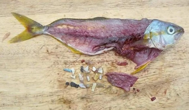 首次确认微塑料已进入人体!进入人体后,危害到底有多大?