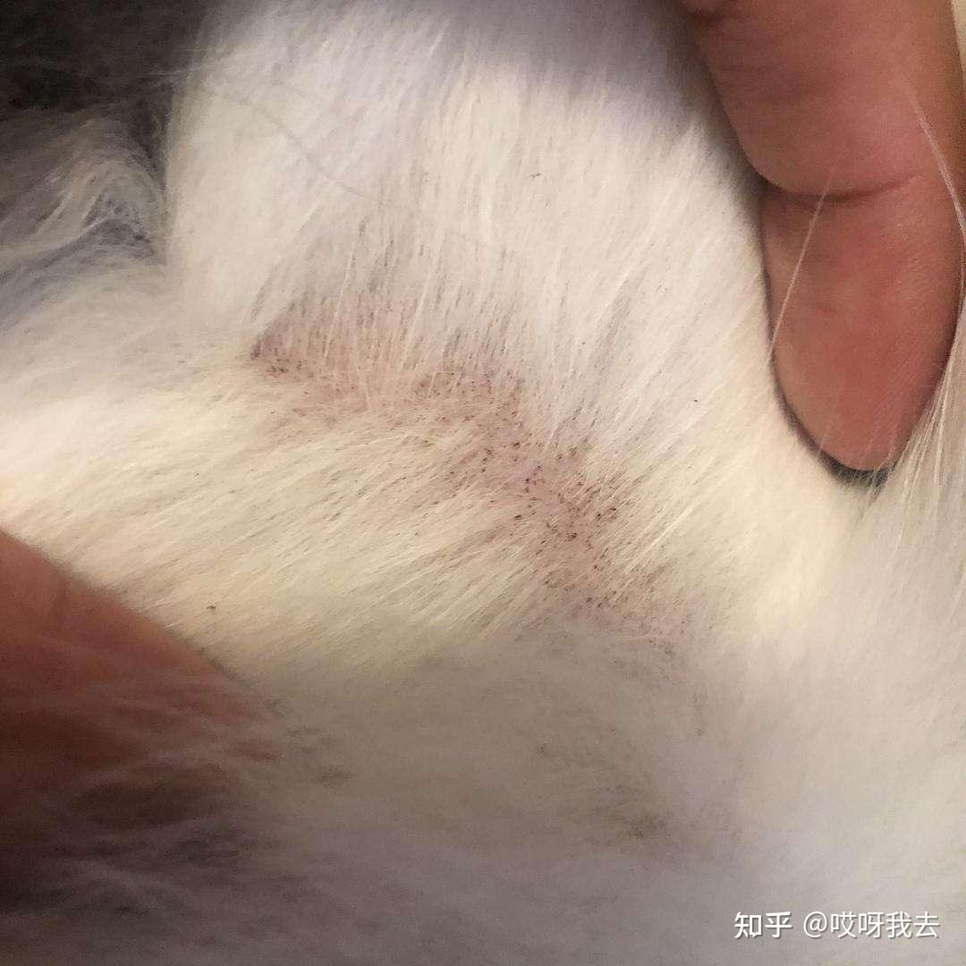 猫身上有白色伸缩虫子图片