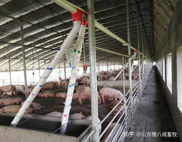 500头自繁自养猪场的规划及预算 - 知乎