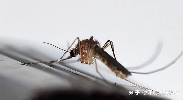 杀灭一只越冬蚊，等于消灭千只蚊二代 - 知乎