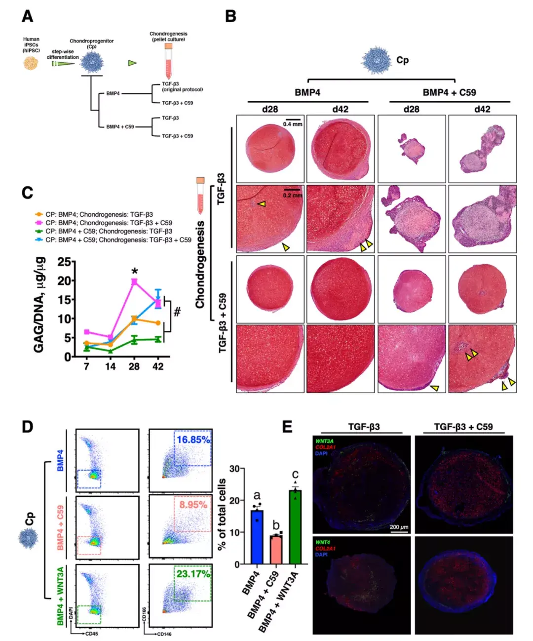 单细胞测序解析人多能干细胞hipscs的软骨形成 - 知乎