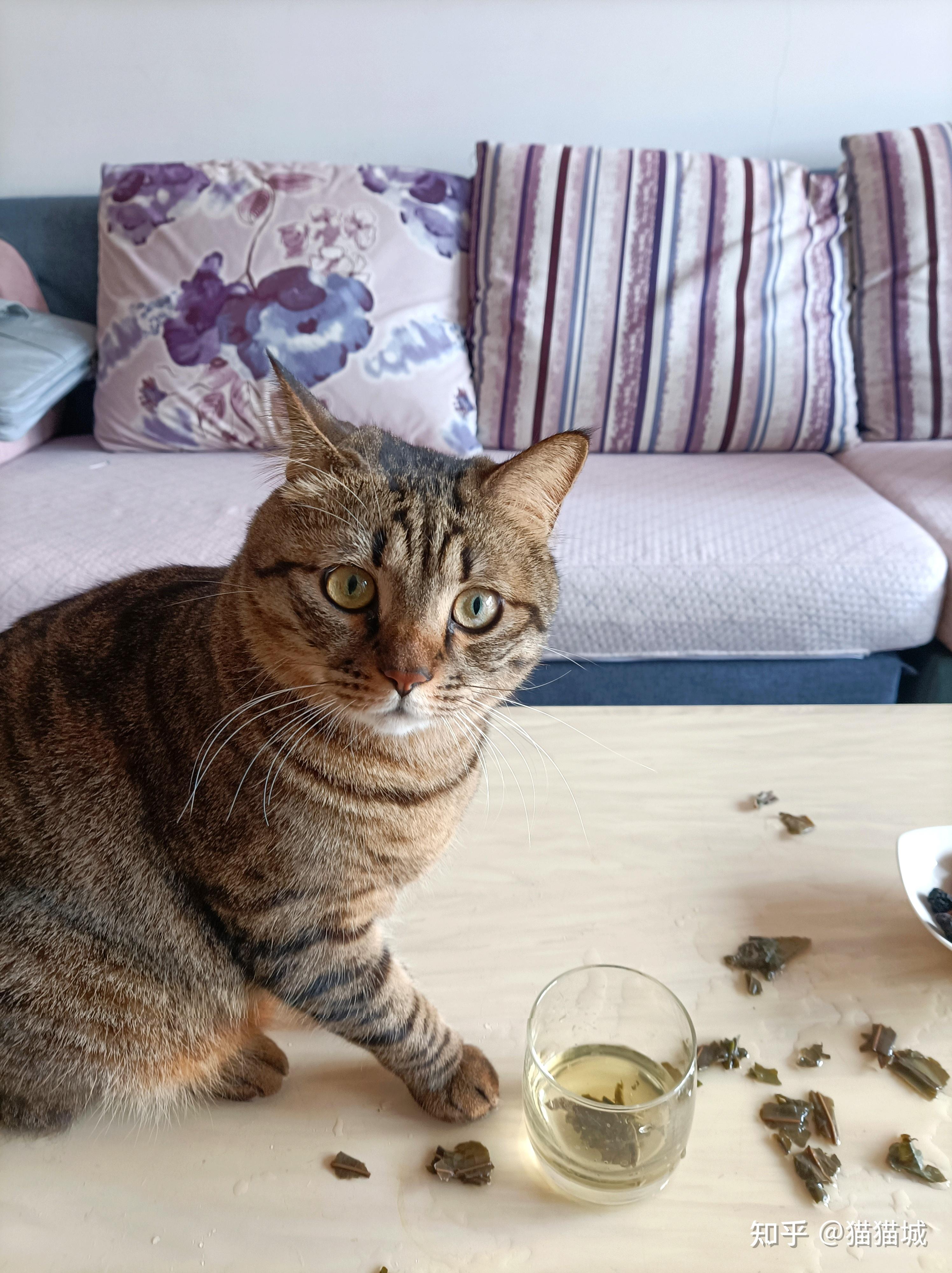 养猫如果不听话了，可以打吗？ - 知乎