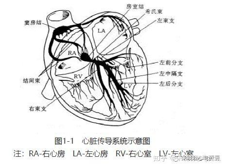 临床实用心电图入门 第一讲 心脏电生理与心电图时间