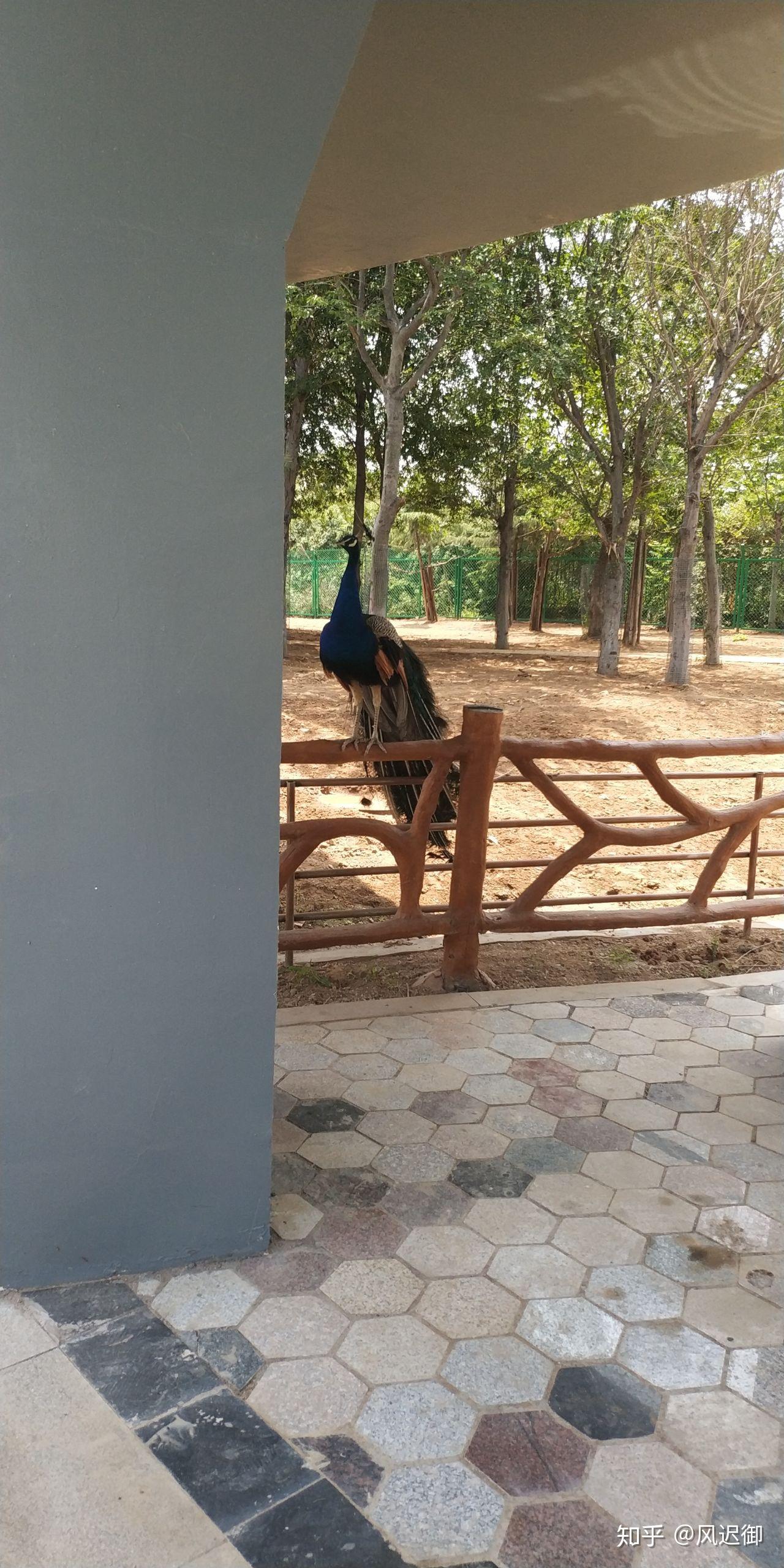 臨沂動物園大熊貓館髒亂差