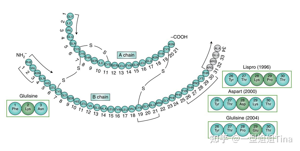 漫话胰岛素百年史