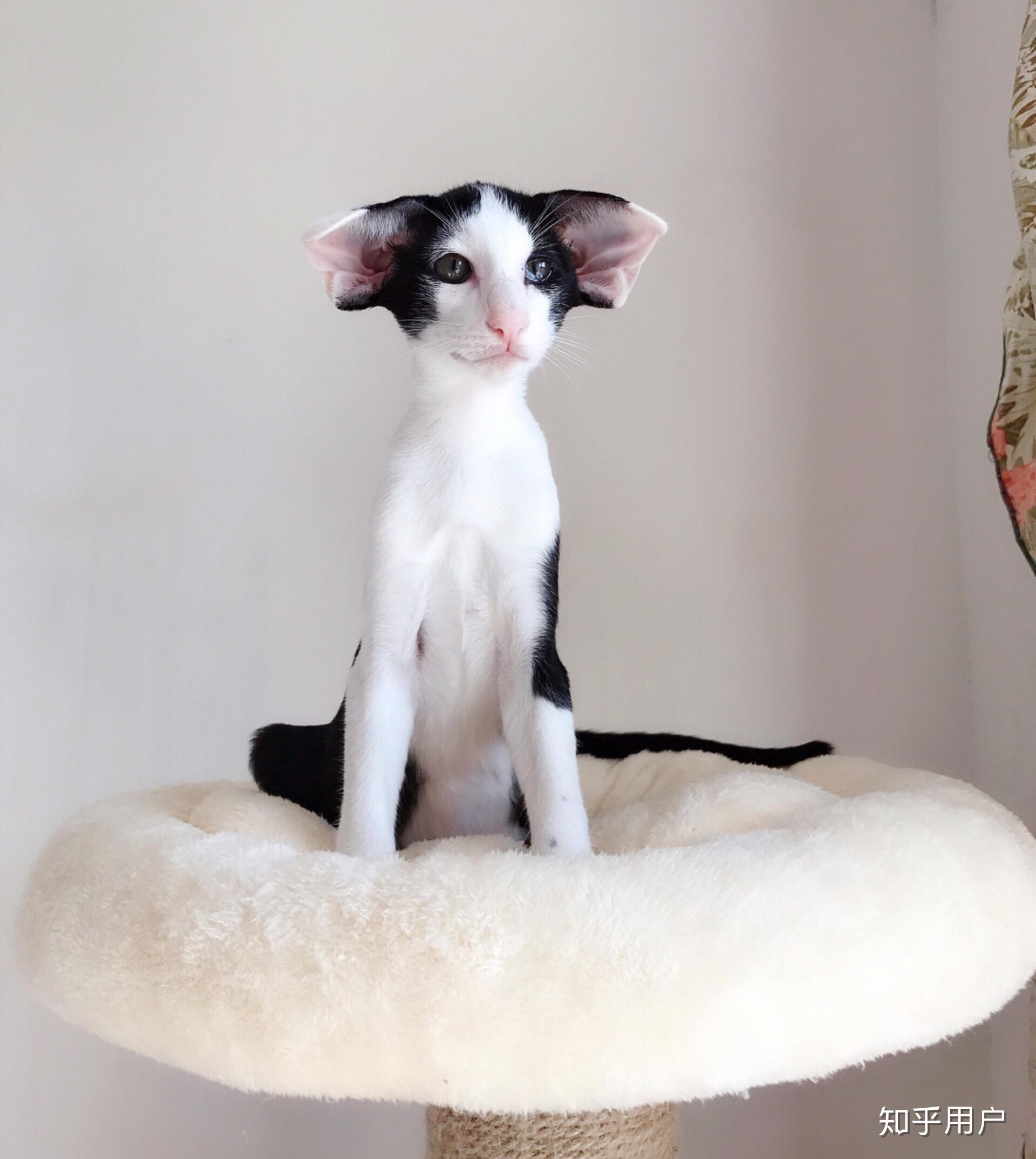 养东短(东方短毛猫)是什么体验? - 知乎