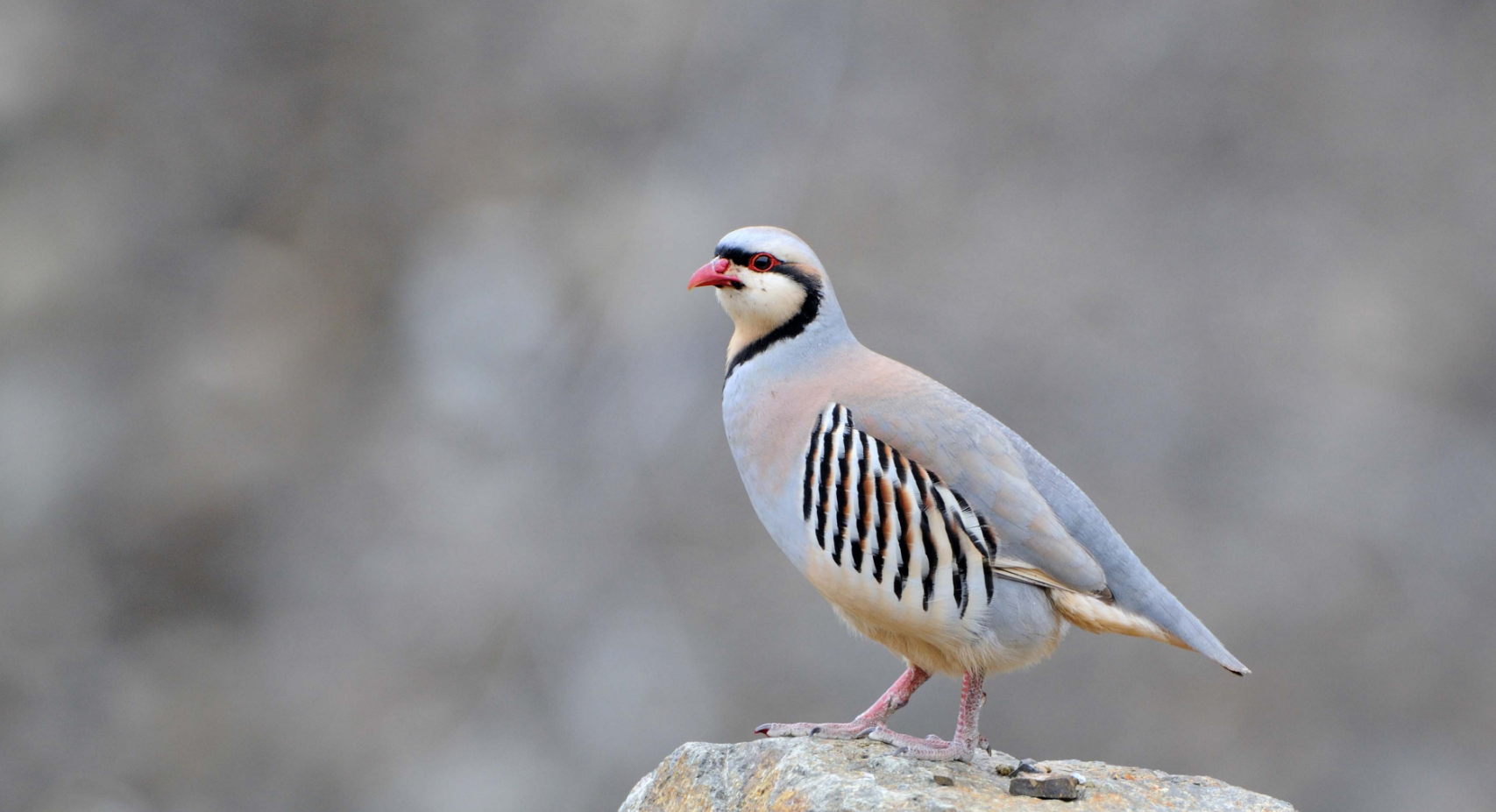 有哪些外表好看的鸟纲鸡形目鸟类动物