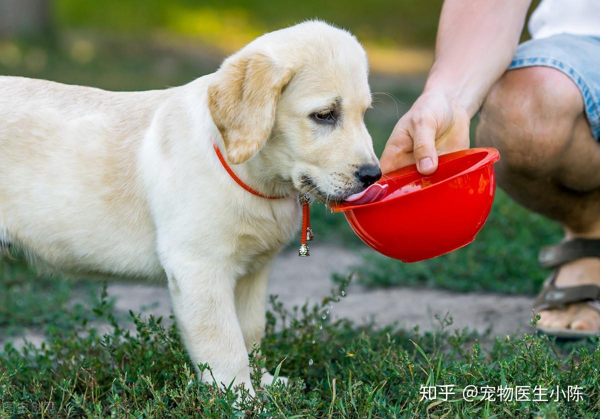 给狗狗喝水，这几种“水”别喂，可能会致命 - 知乎