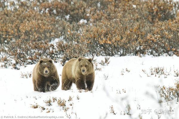 ホッキョクグマとヒグマの戦争 ホッキョクグマは強いが ヒグマに負けた