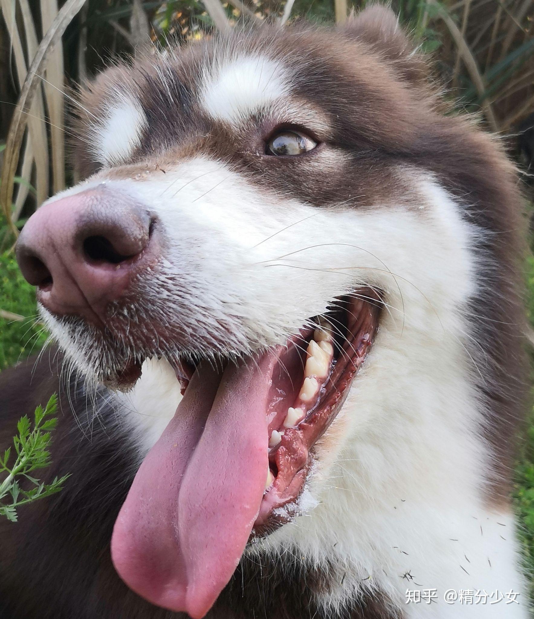 狗狗咧嘴真的是在笑吗? - 知乎