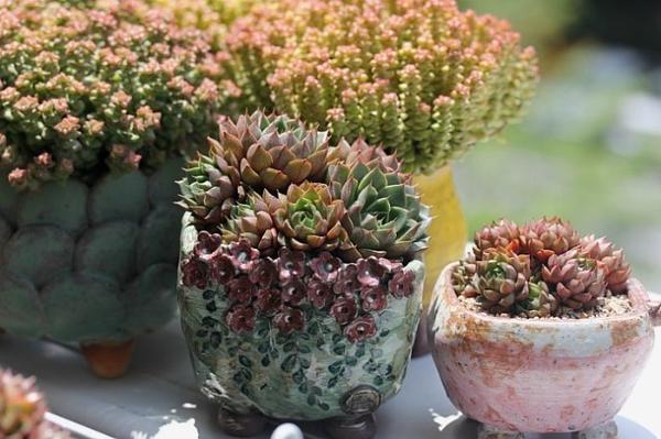 多肉植物 为什么要奋不顾身地露养 知乎