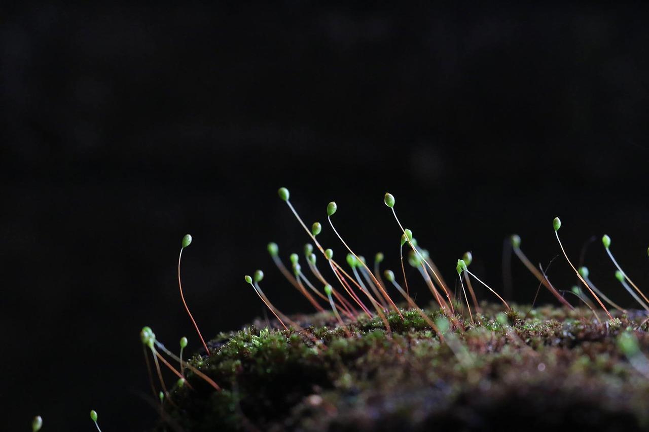 土地禀赋是什么意思