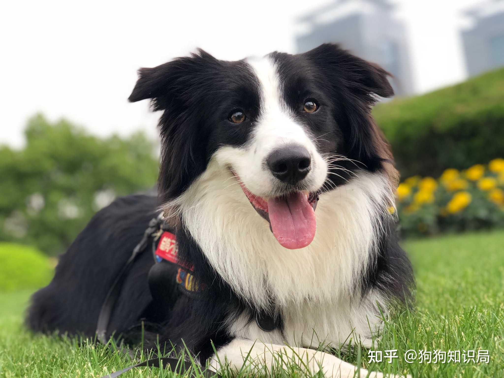 狗界最"温顺"的6种狗,你喜欢哪个呢? - 知乎