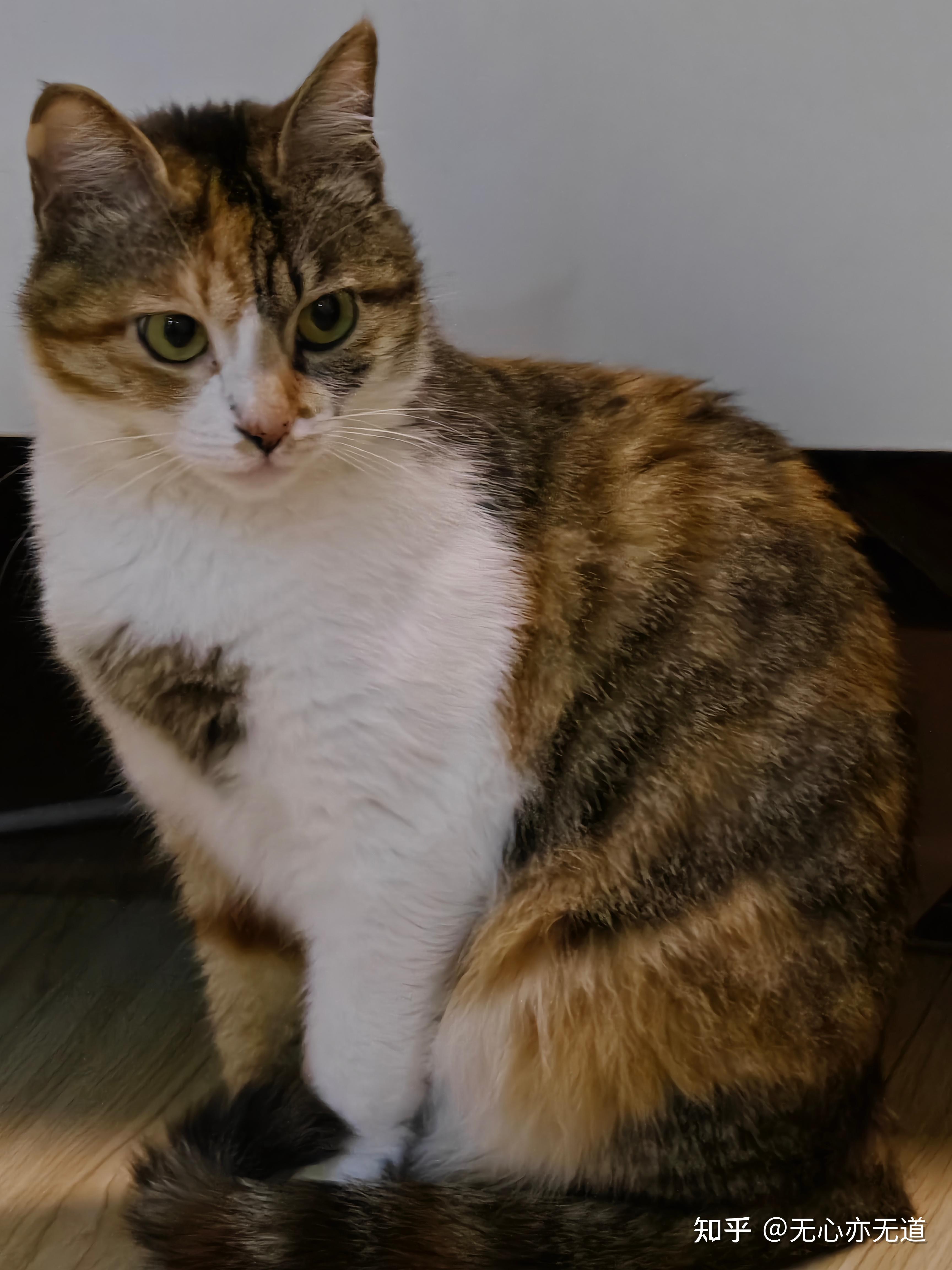 三花猫和狸花猫的区别有哪些? - 知乎