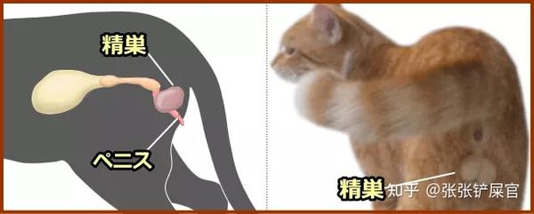 猫咪绝育原来切掉了这里 知乎