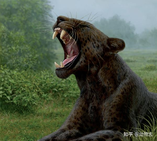 江左其杲:后猫不是小号剑齿虎,更像大猫咪,曾压制真猫500万年 - 知乎