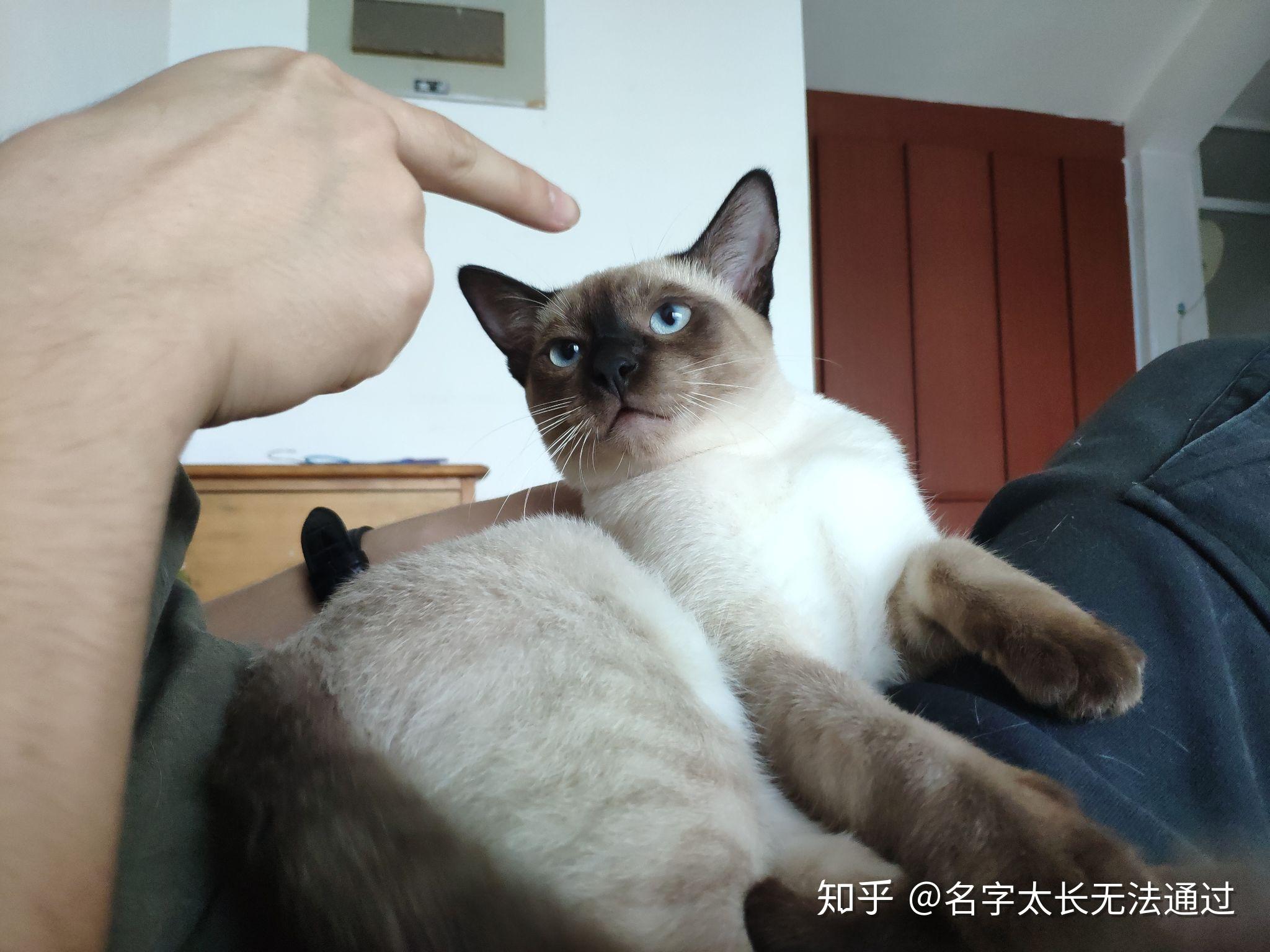 怎么养小猫需要注意什么 v2-8ff1a71a4dd2863d9845ef163038a528_r.jpg