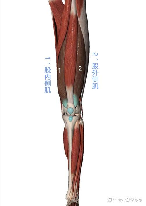 存在下肢肌力減退,肌張力異常,屈伸肌群(股四頭肌和膎繩肌)同時激活