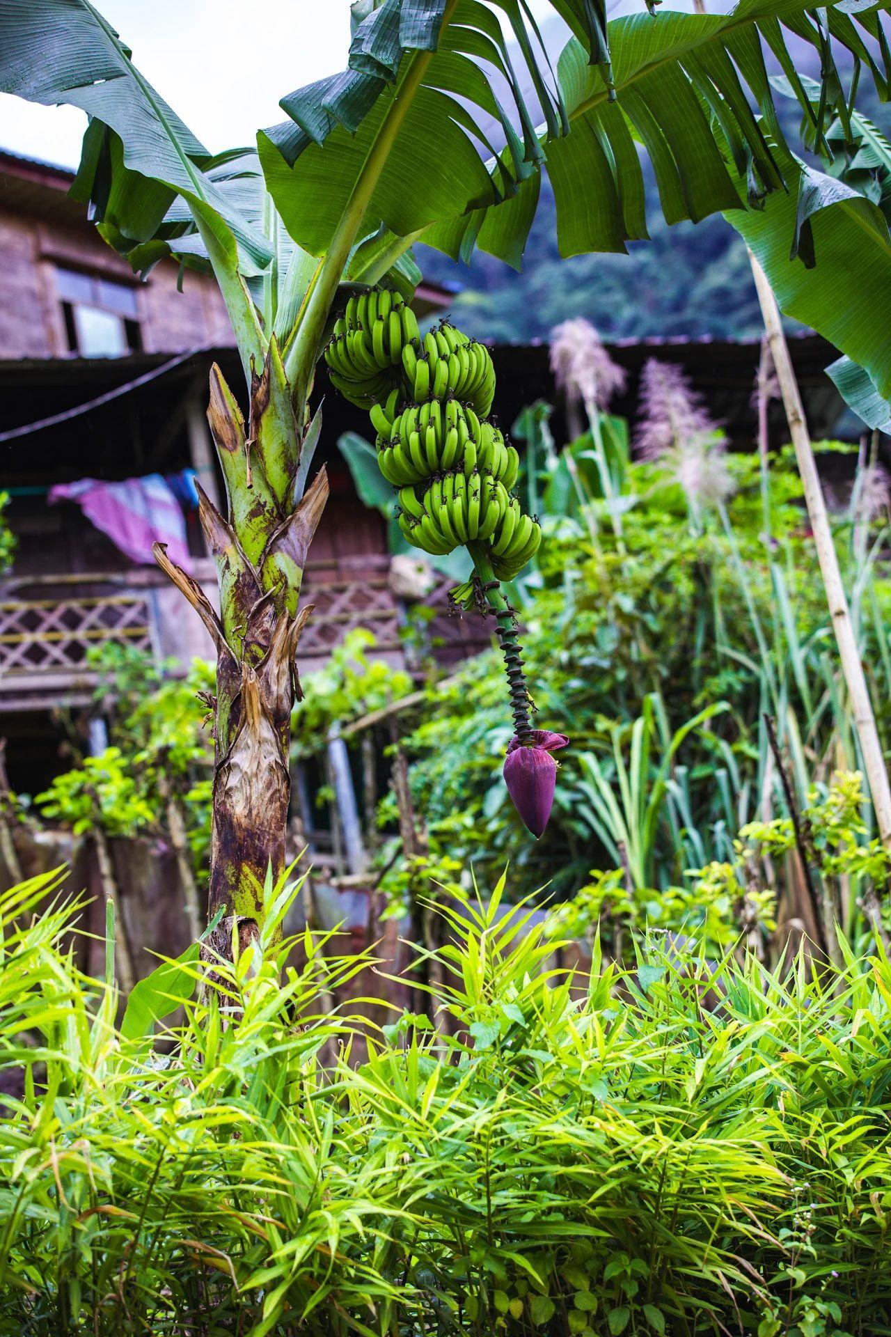 直面南迦巴瓦,坐拥云海茶园,墨脱这个村才是真正的世外桃源.