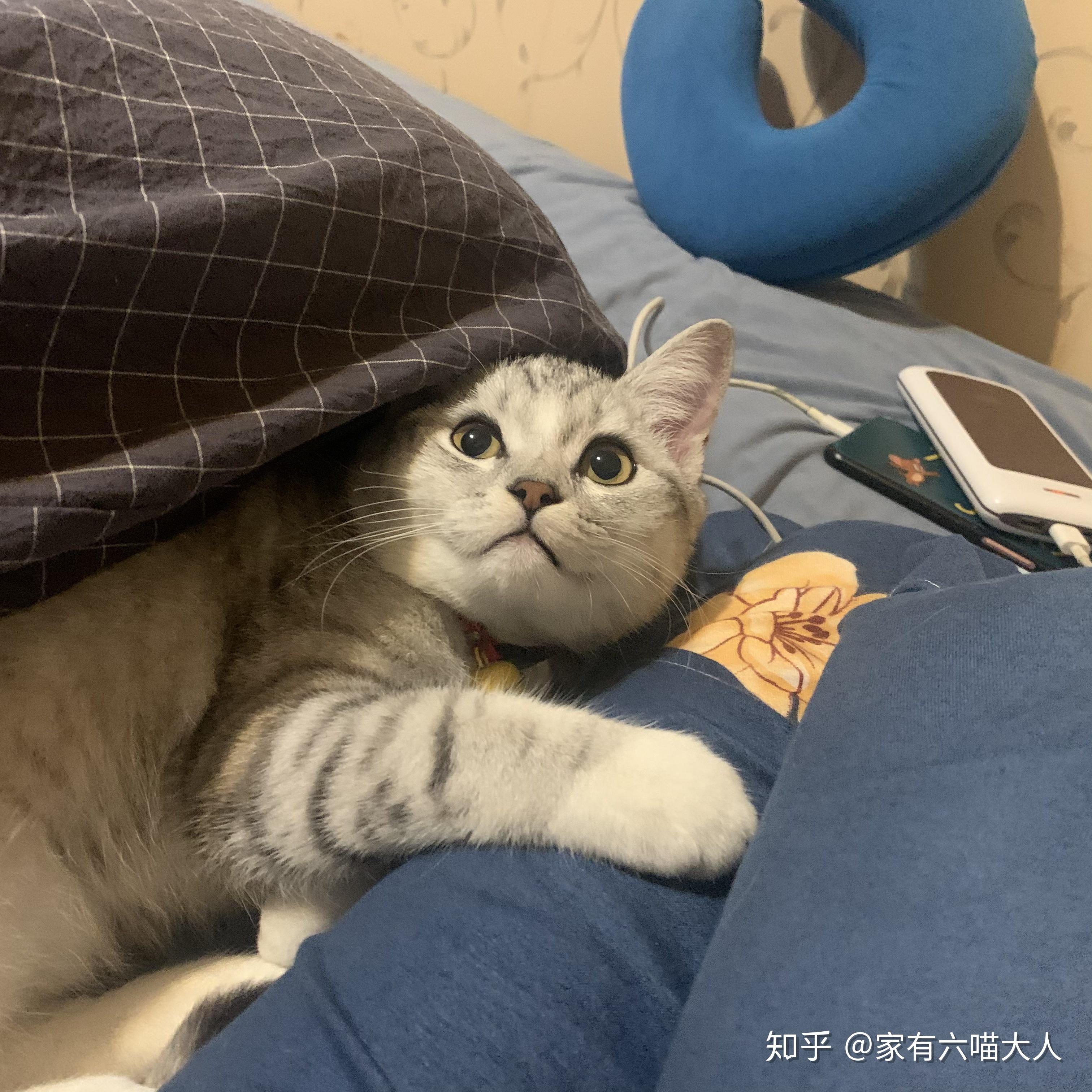 不知道为啥我家猫总喜欢睡在我头上