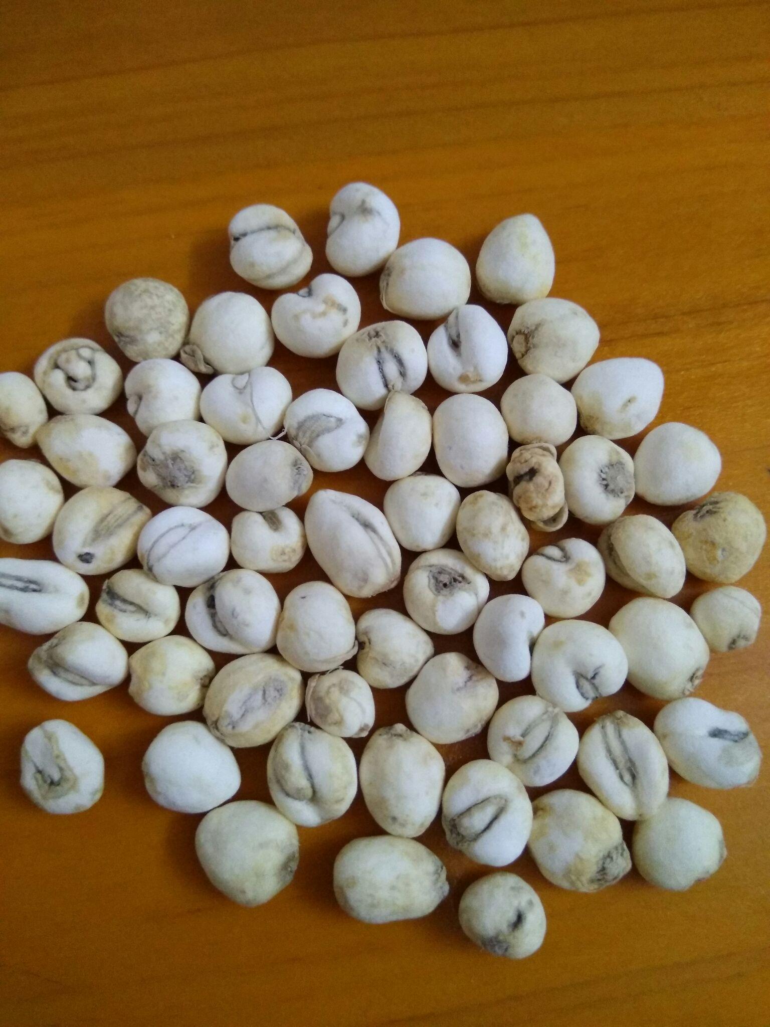 如何辨别川贝的真假