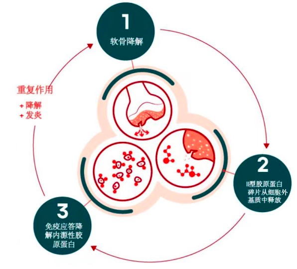 汤臣倍健启用bioiberica天然非变性ii型胶原蛋白