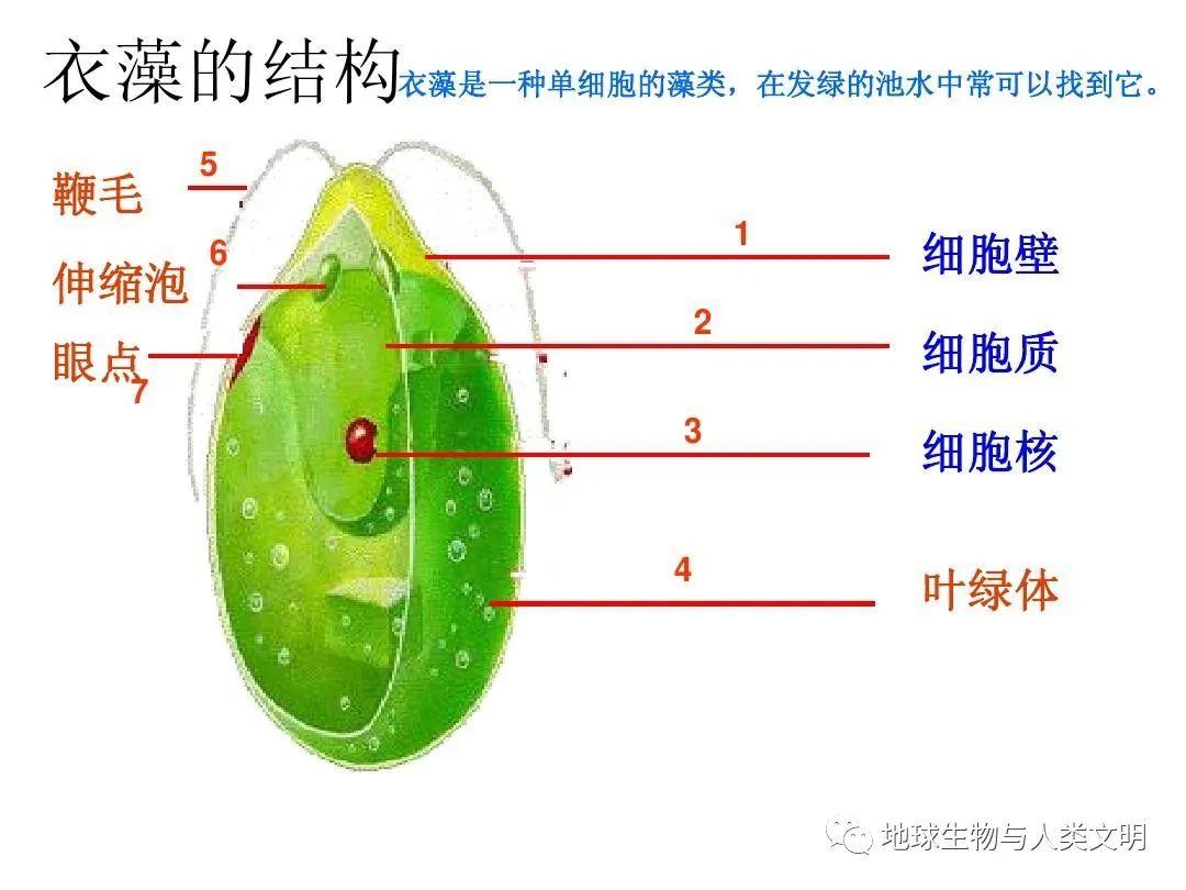 衣藻生活方式图片