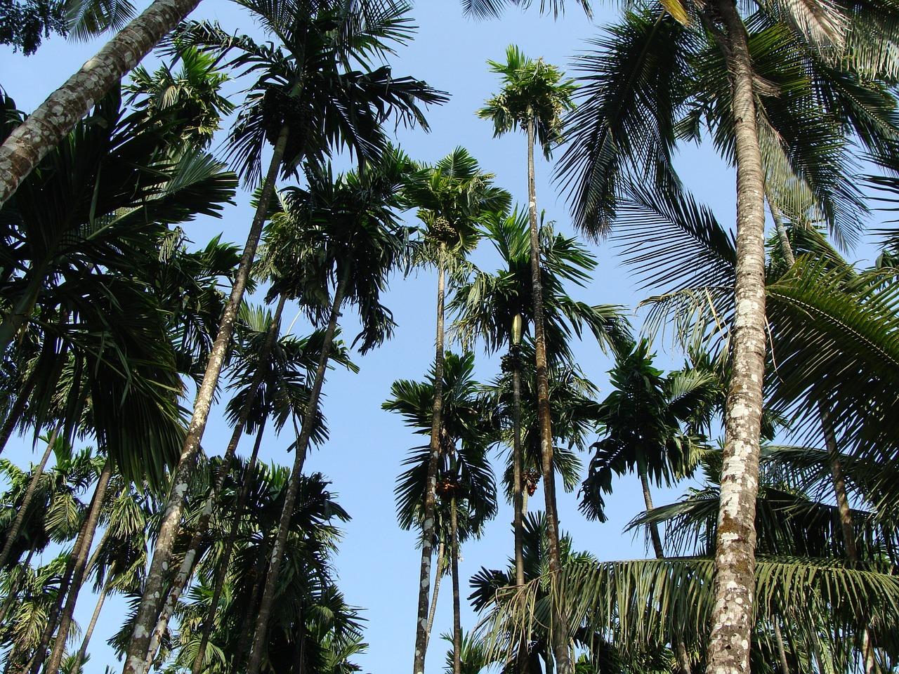 厦门哪里槟榔最好