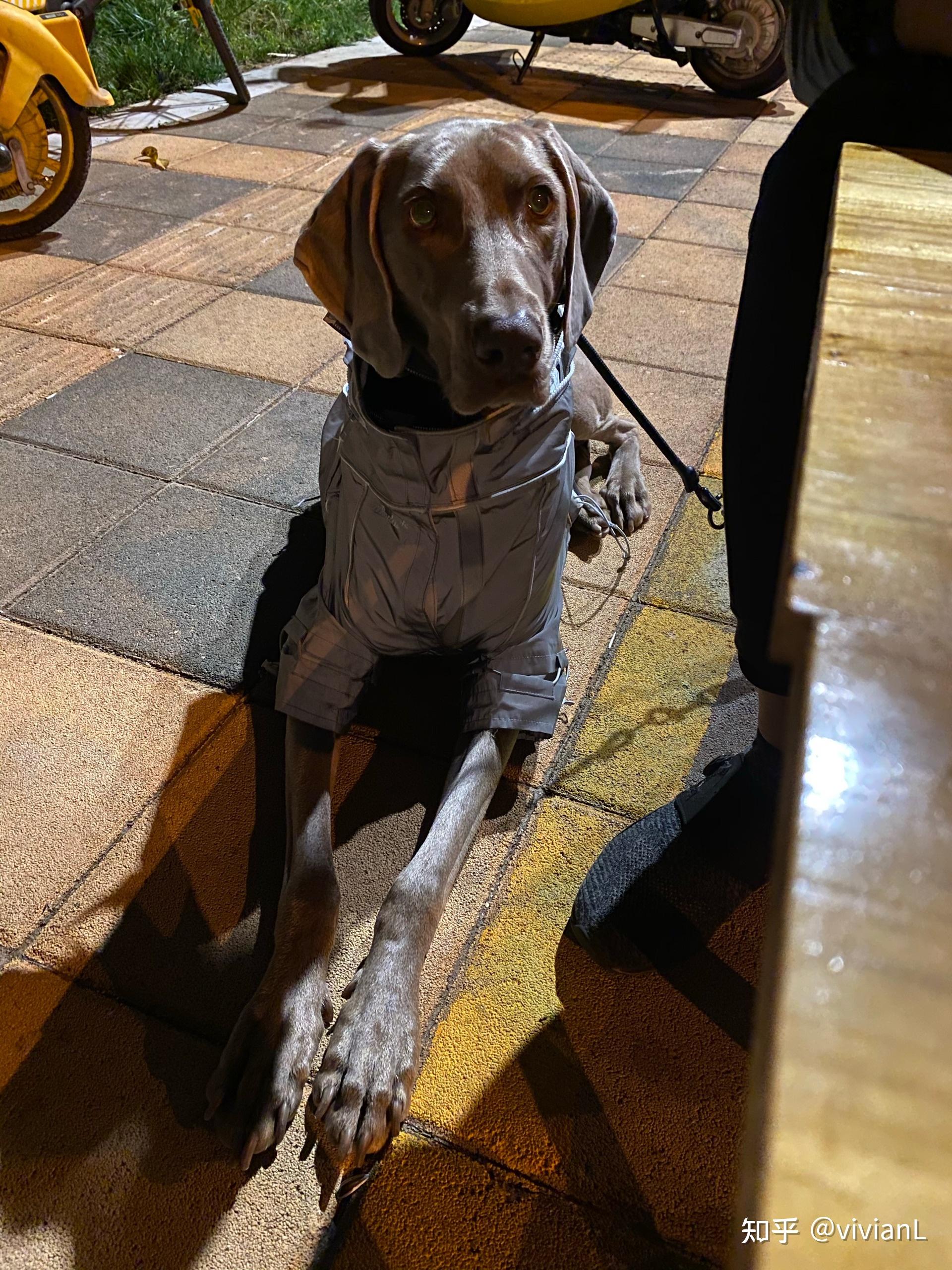 能晒下你家狗狗的大长腿吗?让我羡慕一下? - 知乎