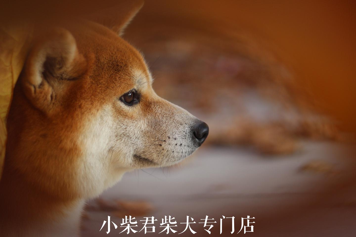 柴犬聪明吗 柴犬智商分析 知乎