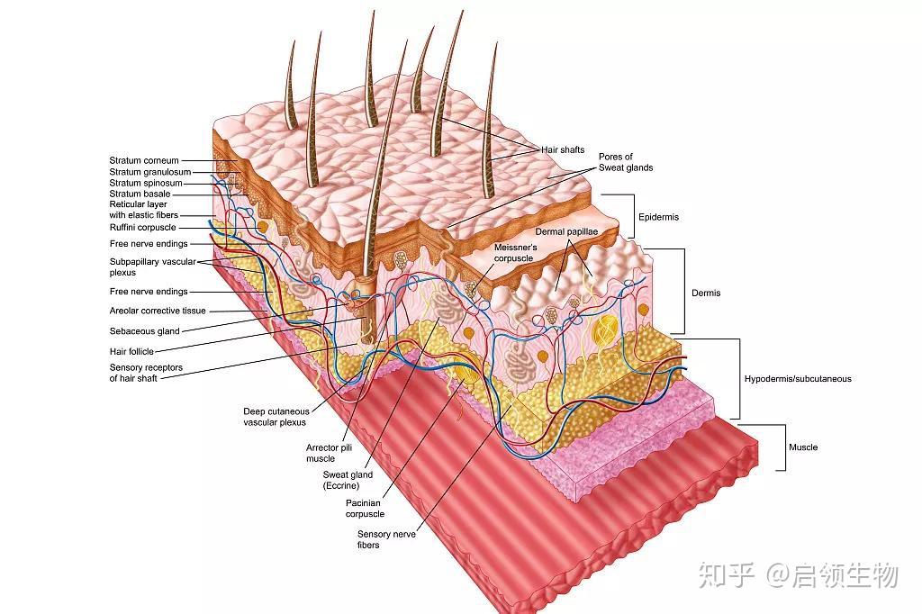 皮肤疾病动物模型 - 知乎