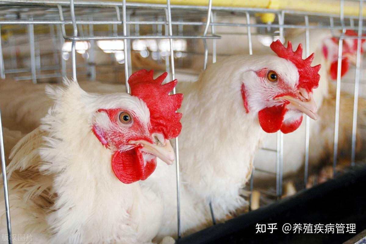 怎样进行蛋鸡养殖的日常管理？蛋鸡养殖过程中的日常管理技术远卓农牧介绍
