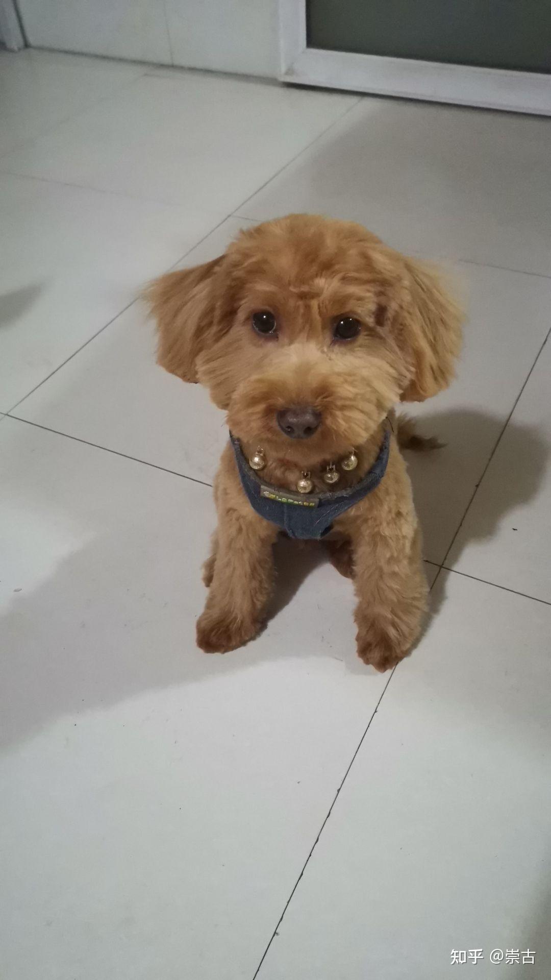 买了一只金毛和泰迪的串很可爱但是不知道长大会成什么样呢大家身边有