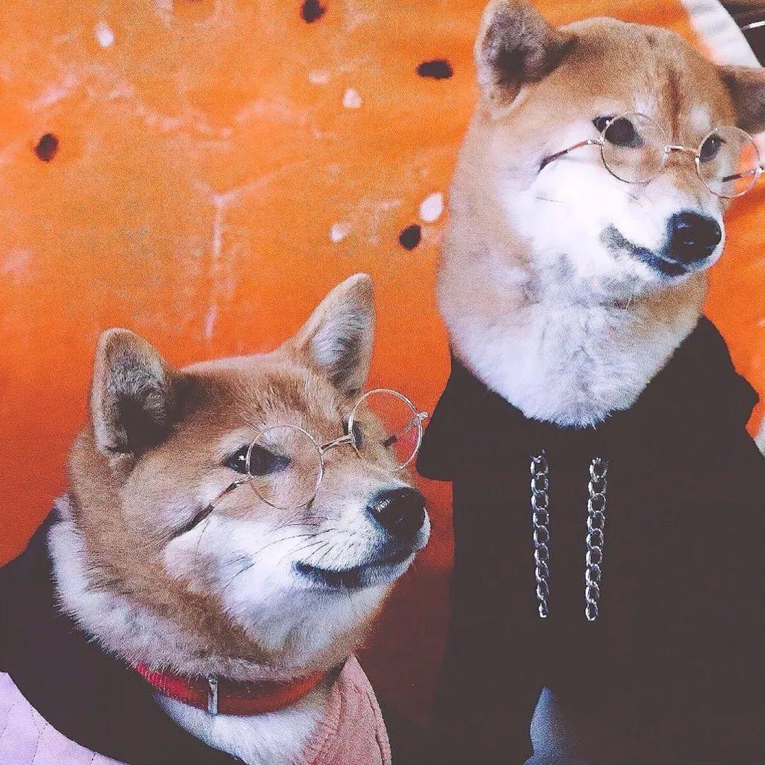 有没有一些柴犬或二哈超可爱的壁纸或头像