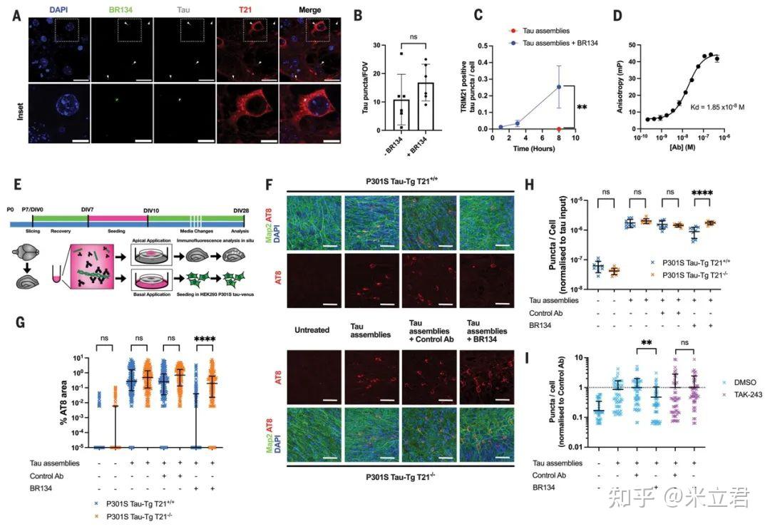 science阿爾茲海默症福音小鼠tau蛋白免疫治療需要胞質抗體受體trim21