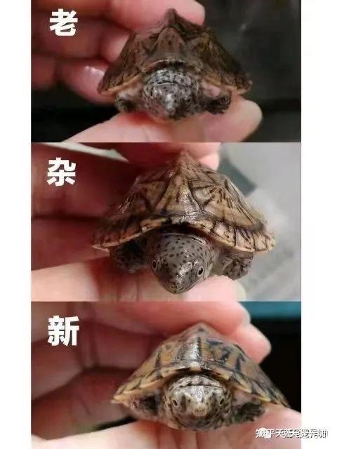 巨头麝香龟|小型深水蛋龟品种