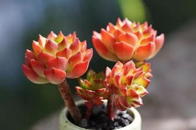 多肉植物怎么养成老桩，多肉老桩的养成方法有哪些- 知乎