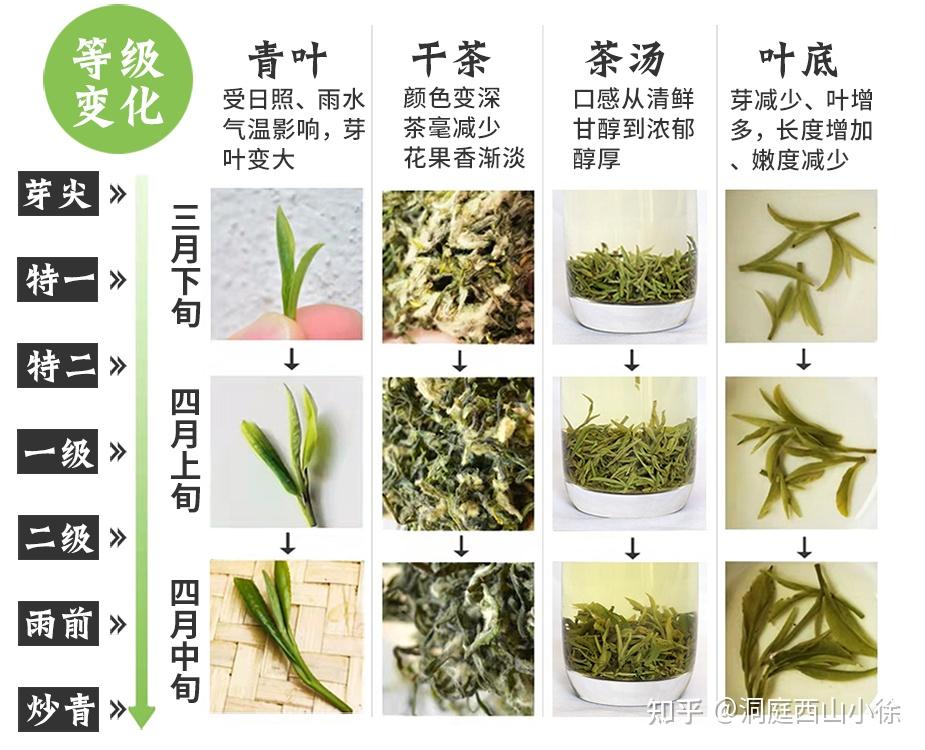 买茶时如何看洞庭碧螺春等级
