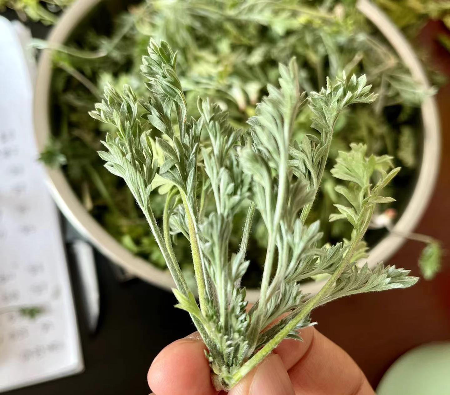 比荠菜还香的野菜究竟叫啥 正月茵陈 二月蒿 三月就能当柴烧 知乎