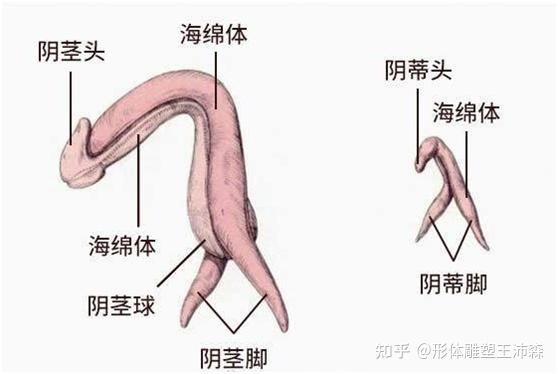 女生皮皮过长图片图片