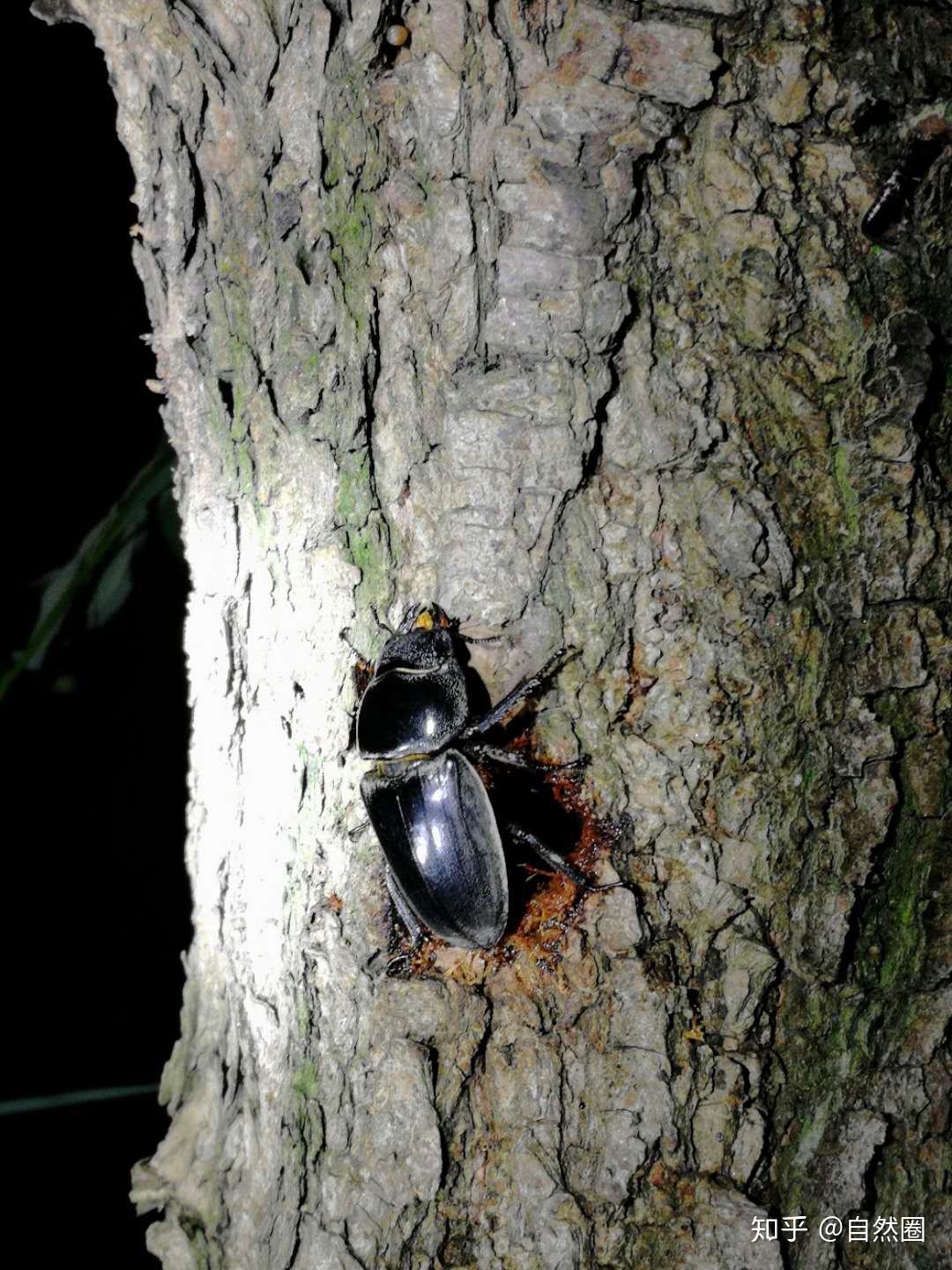 Morimus Funereus甲虫臭虫- Gandac Croitor 库存照片 - 图片 包括有 照片, 卧室: 57838600
