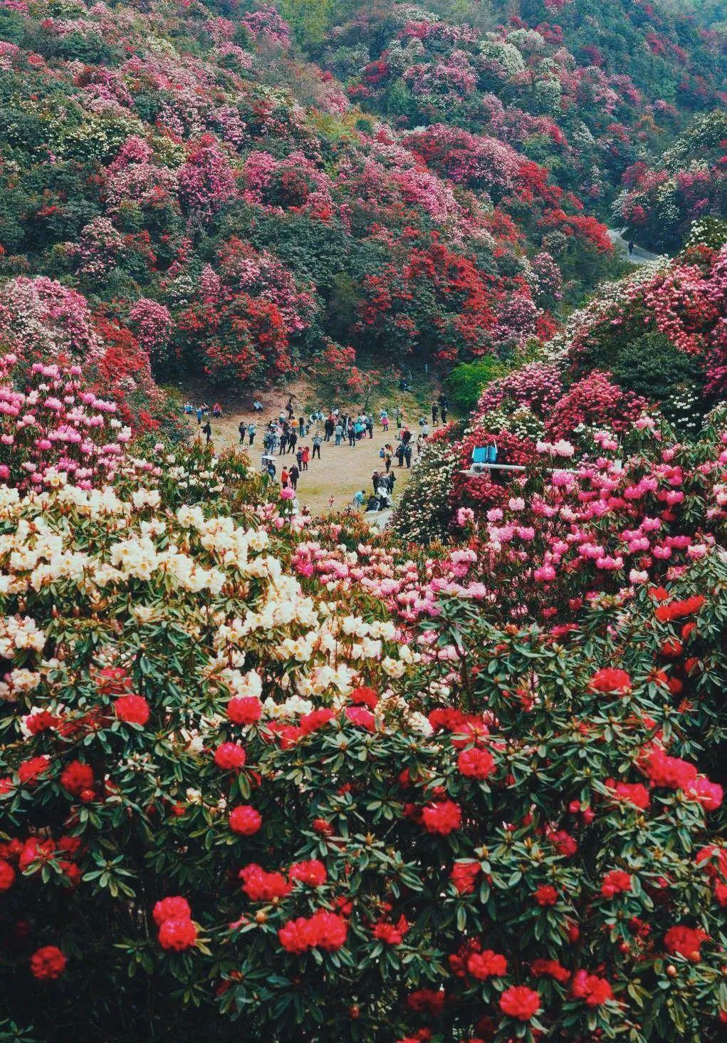 贵州平坝樱花电话图片