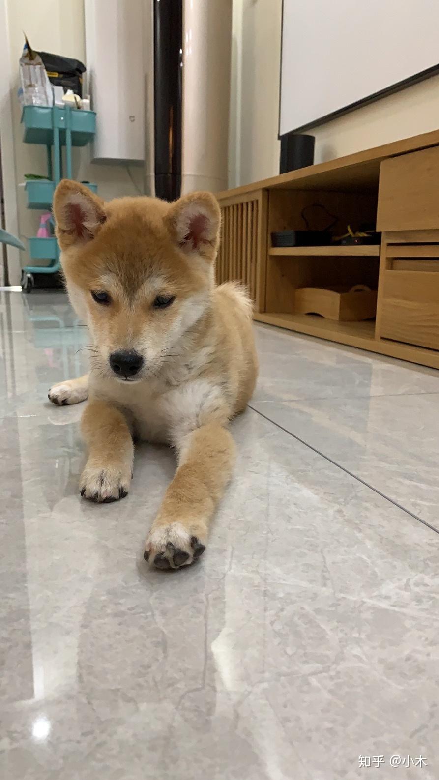 多少人的柴犬养着养着变成了狐狸