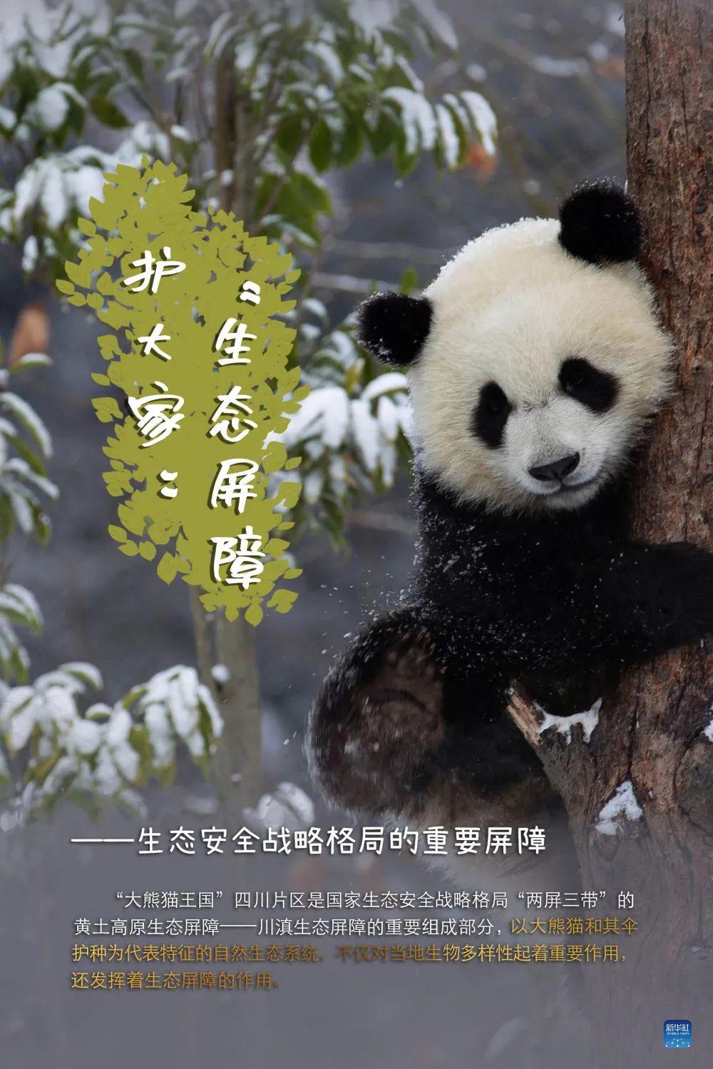 从濒危到易危成都为大熊猫降级做了什么