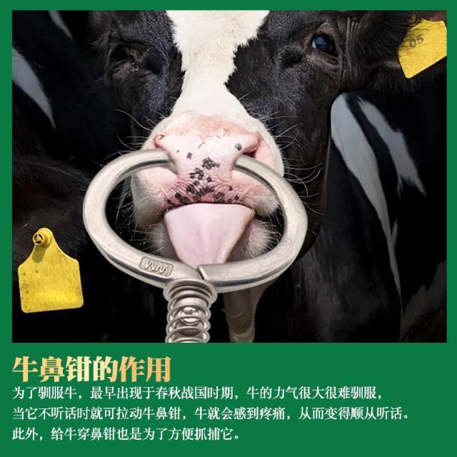 为什么牛要穿鼻子，而不是和马一样用笼头呢？