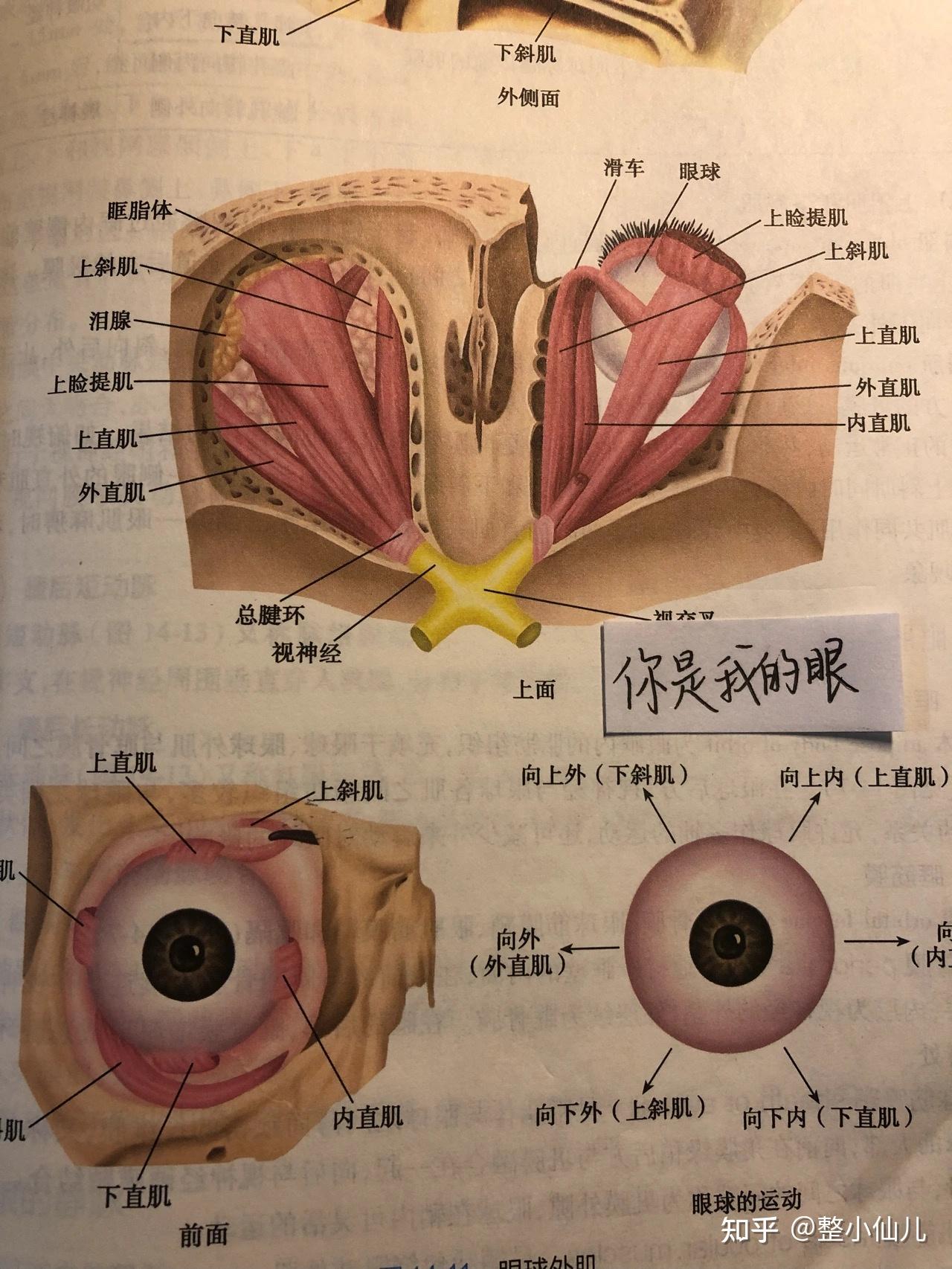 只有医学生才能听懂的情话 - 知乎