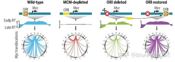 Science | DNA复制时机决定致癌染色体易位发生 - 知乎